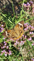 Junonia coenia