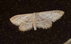 Idaea elongaria