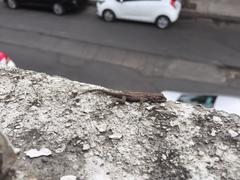 Sceloporus grammicus