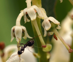 Leucothoe davisiae