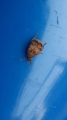Sennius lateapicalis