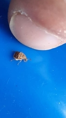 Sennius lateapicalis