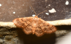 Brachyglossina manicaria