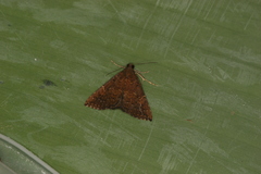 Hypena peruvialis