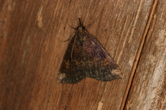 Hypena peruvialis