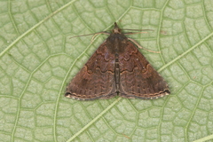 Hypena peruvialis