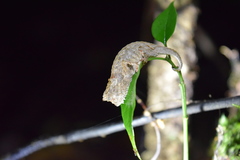 Brookesia superciliaris