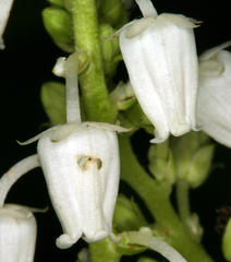 Leucothoe davisiae