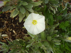 Convolvulus cneorum