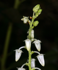 Leucothoe davisiae