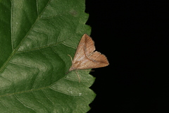 Hypena porrectalis