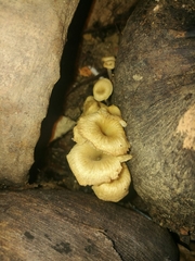 Fungi