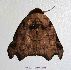 Lephana tetraphorella