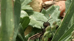 Pseudomethoca brazoria