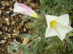 Convolvulus cneorum