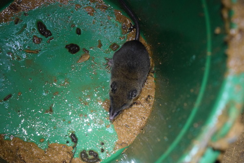 Talazac's Shrew Tenrec