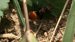 Pseudomethoca brazoria