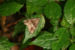 Hypena tithonalis