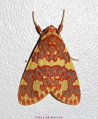 Hyponerita persimilis