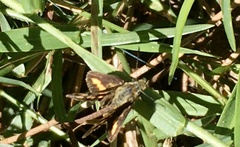 Ocybadistes knightorum