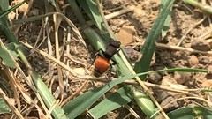 Pseudomethoca brazoria