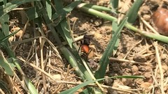 Pseudomethoca brazoria