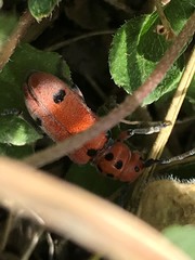 Tetraopes thermophilus