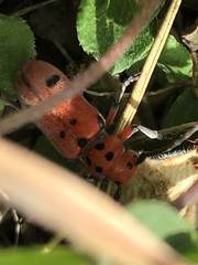 Tetraopes thermophilus