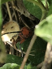 Tetraopes thermophilus
