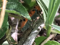 Tetraopes thermophilus