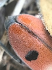 Tetraopes thermophilus