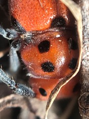 Tetraopes thermophilus