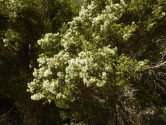 Melaleuca brevifolia