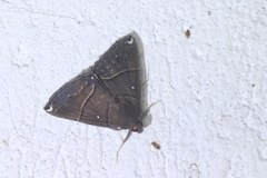 Hypena zarabena