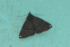 Hypena zarabena
