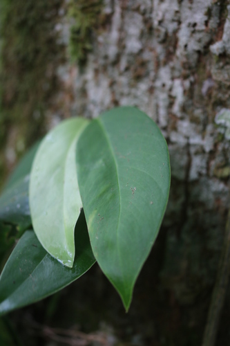 Monstera obliqua