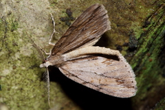 Pseudocoremia lupinata