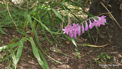 Watsonia borbonica