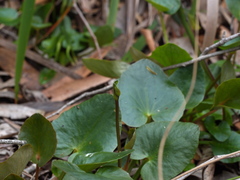 Centella cordifolia
