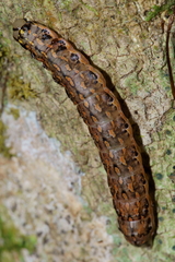 Austramathes purpurea