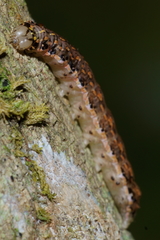 Austramathes purpurea