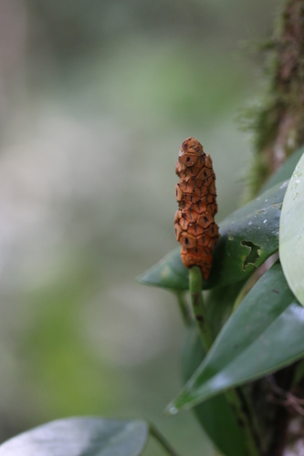 Monstera obliqua