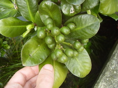 Elingamita johnsonii