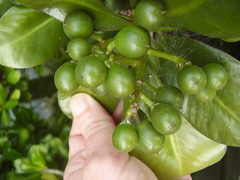 Elingamita johnsonii