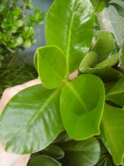 Elingamita johnsonii
