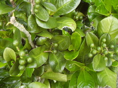 Elingamita johnsonii