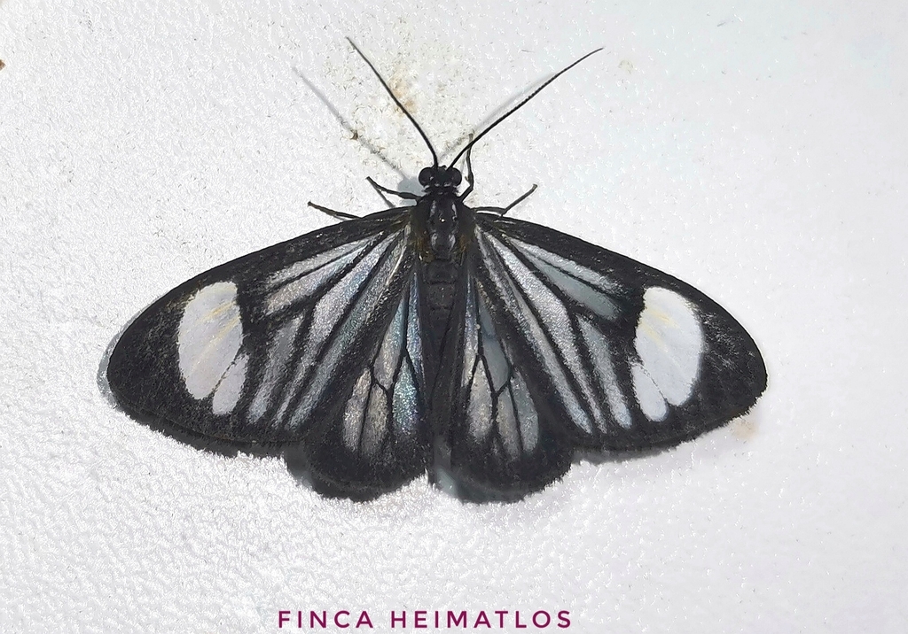 Monocreagra pheloides