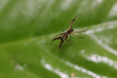 Micrathena donaldi
