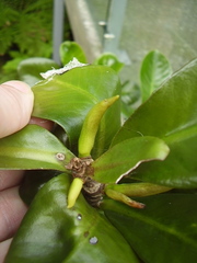 Elingamita johnsonii