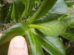 Elingamita johnsonii
